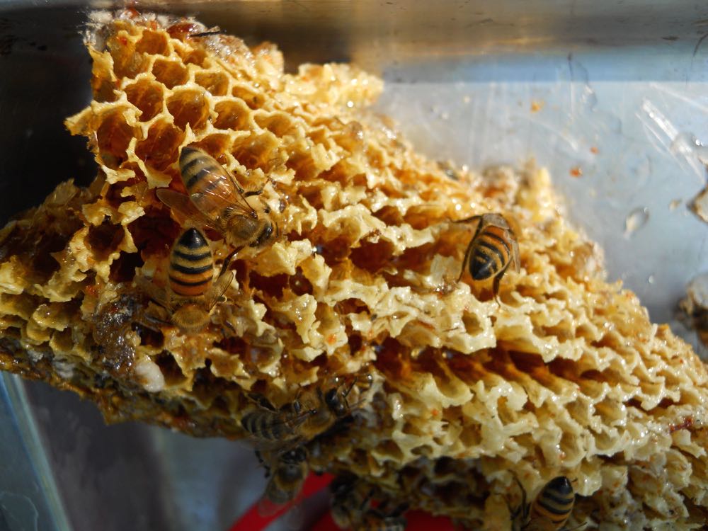 Rendering Bees Wax — Home Sweet Bees